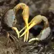 A whimbrel and fiddler crabs in the muck in the Wellfleet salt marsh. Image by John Tlumacki. United States, 2019.