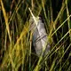 A feather in the marsh at Chase Garden Creek in Yarmouth Port. Image by John Tlumacki. United States, 2019.