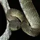 Bush viper venom causes intense pain and haemorrhage. No specific anti-venom exists. Image by Hugh Kinsella Cunningham. Congo, 2019.