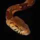 Little is known about the venom of the boiga except that it is highly toxic to its non-mammalian prey. Image by Hugh Kinsella Cunningham. Congo, 2019.
