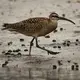 A whimbrel and fiddler crabs in the muck in the Wellfleet salt marsh. Image by John Tlumacki. United States, 2019.